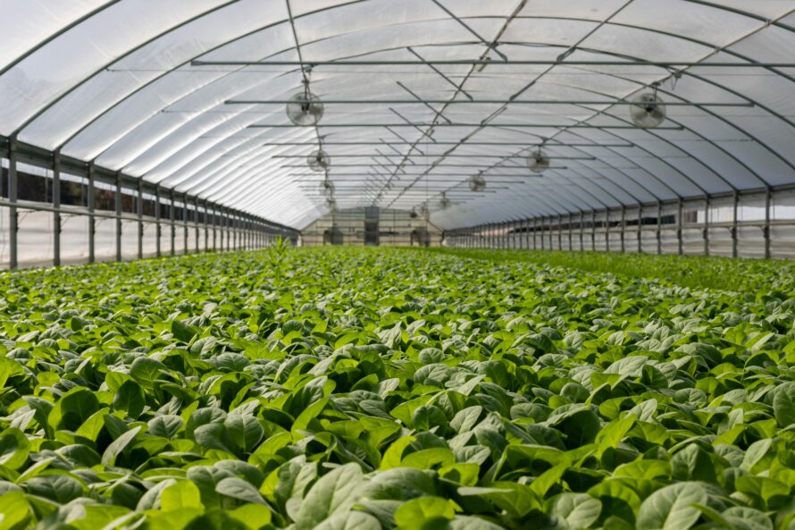 An indoor greenhouse full of crops.