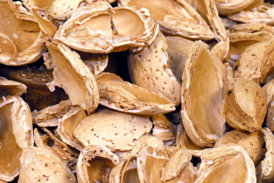 Light brown nut shells.