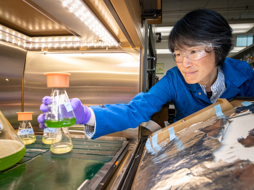 Setsuko Wakao, Biological Research Scientist, Molecular Biophysics and Integrated BioImaging (MBIB), checks on a sample inside an incubator at her lab at Koshland Hall, at the University of California, Berkeley campus, Berkeley, California, 05/05/2023.